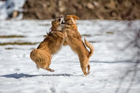 Playing dogs Stock-Fotos