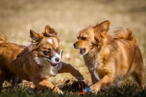 Playing Dogs Stock Photos