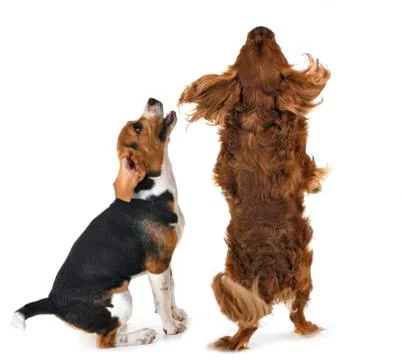 Playing dogs in studio Stock Photos
