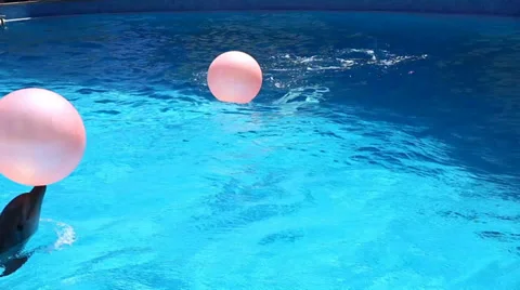 Playing dolphin. Stock Footage 37765140