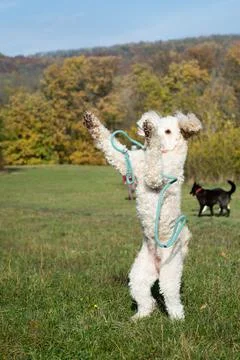 Playing Doodle Stock Photos