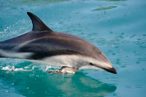 Playing Dusky Dolphin Stock Photos