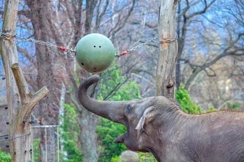 Playing elephant Stock Photos