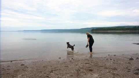 Playing fetch Stock Footage 157483622