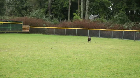 Playing fetch with a Labrador dog Stock Footage 34349218