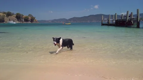 Playing fetch on a tropical beach Stock-Footage 125111012