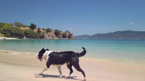Playing fetch on a tropical beach Stock-Footage 125111718