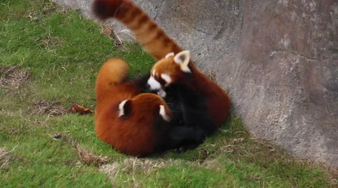 Playing Fifefoxes, or red pandas Stock Footage