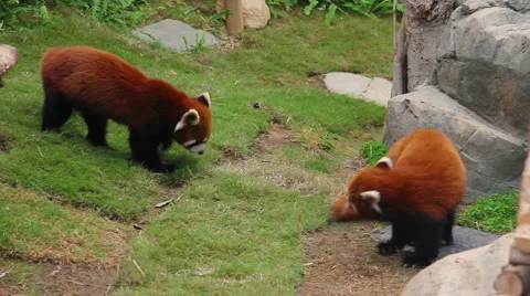 Playing Fifefoxes, or red pandas Stock-Footage 3882115