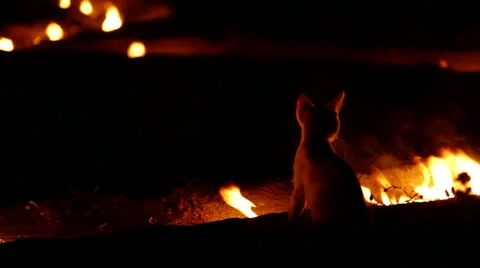 Playing with fire Video stock 25421016