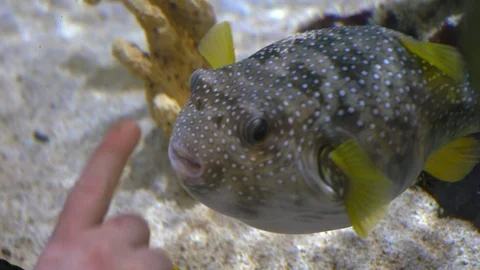 Playing with fish Stock-Footage 103697324