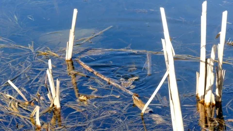 Playing frogs in the blue water Stock-Footage 88308277