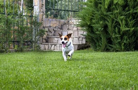 Playing in a garden Stock Photos