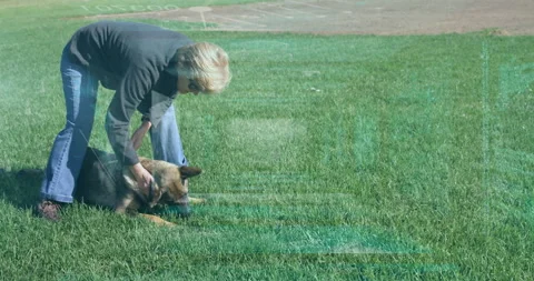 Playing with German Shepherd puppy on grassy field, person enjoying outdoor time Stock Footage 303527953