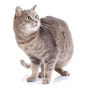 Playing gray cat. Isolated on white Stock Photos