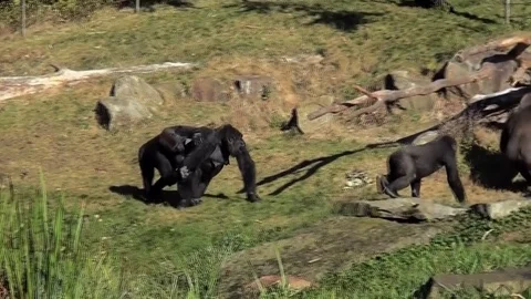  Playing group Gorillas Video stock 82490992