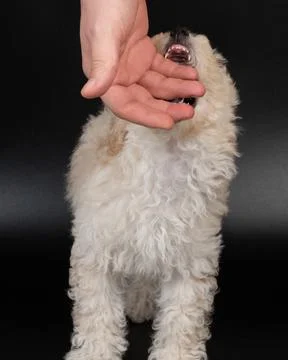 Playing with hand fluffy poodle Stock Photos