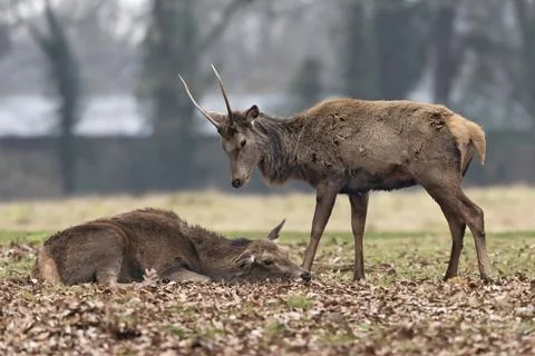 Playing hard to get Stock Photos