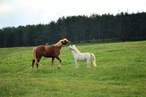 Playing horses Stock Photos