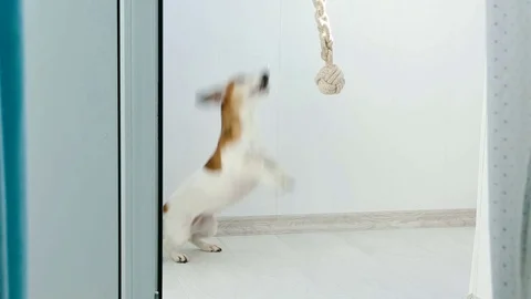 Playing jumping happy fun dog crazy Vídeo Stock 72919120