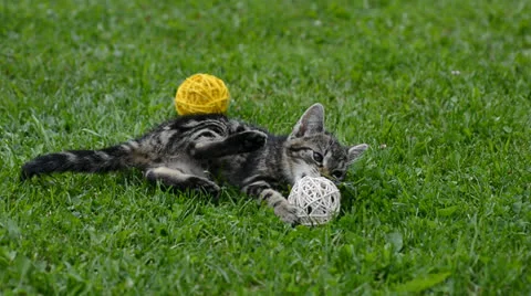 Playing kitten 動画素材 25246047