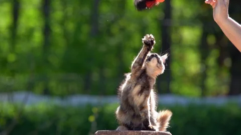 Playing kitten outdoors Stock Footage 130015705