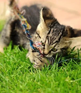 Playing kitten Stock-Fotos