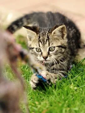 Playing kitten Stockfoto's