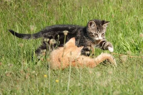 Playing kittens Foto stock