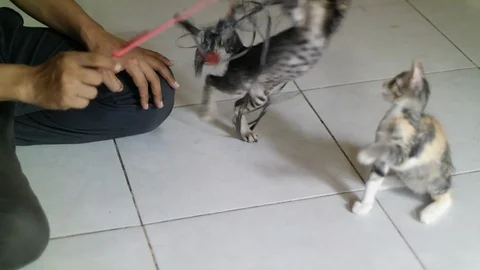 Playing with kittens, staying at home during a virus outbreak Stock Footage 127828408