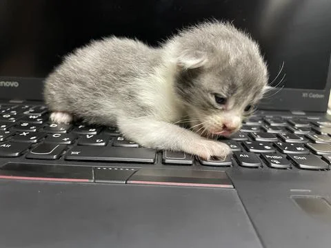Playing laptop 스톡 사진