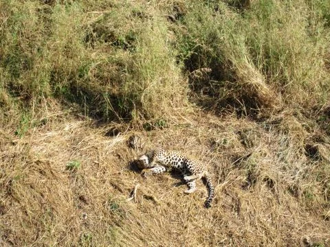 Playing Leopard Stock Photos