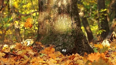 Playing the of light and shade tree Stock Footage 8833320