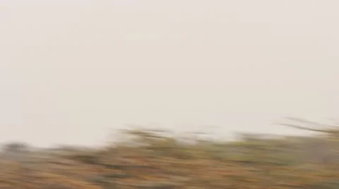 Playing lions on hill Stock Footage 12658082