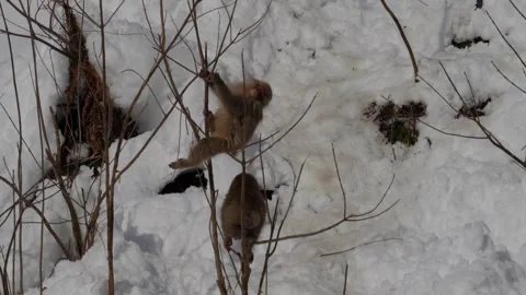 Playing Little Monkeys Hanging from Trees: Snow Monkeys Stock Footage 332778790
