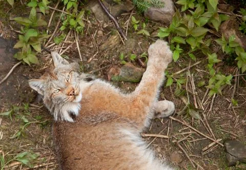 Playing lynx outside Stock Photos