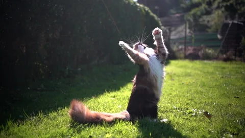 Playing Maine Coon Kitten Stock Footage 140367091