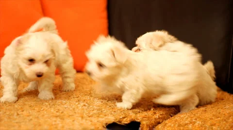 Playing with a Maltese Stock Footage 1045266