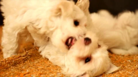 Playing with a Maltese Stock Footage 1045268
