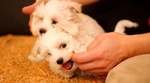 Playing with a Maltese Stock Footage 1045275