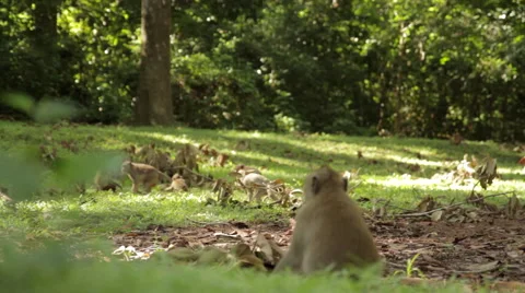 Playing Monkeys Stock Footage 42777388