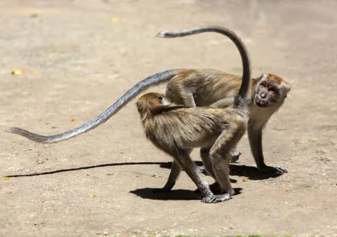 Playing monkeys on the ground Stock Photos