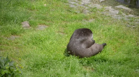 Playing otter Video stock 40033364