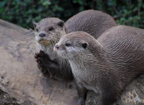 Playing Otters Stock Photos