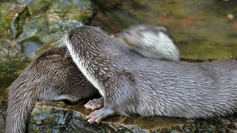 Playing otters at the pond Stock Footage 231550353