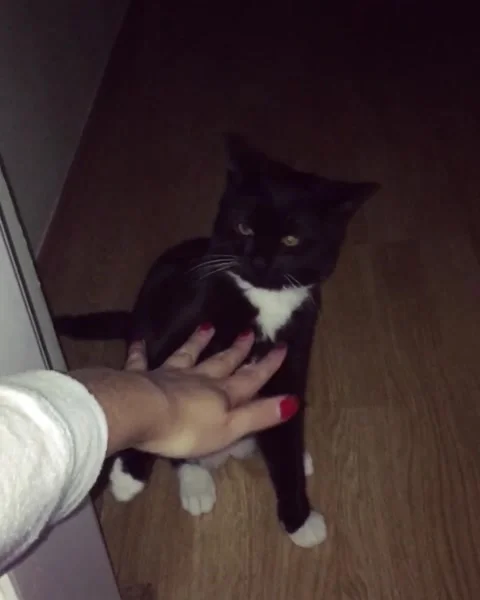 Playing with our cat Stock Footage 161785012