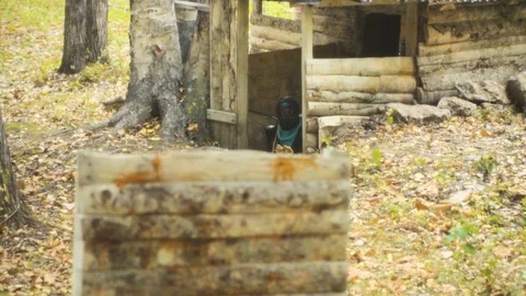 Playing paintball in the Woods Stock Footage 93332637