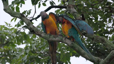 Playing Pair Endangered Tropical rainforest Blue-throated Macaw parrot wild Stock Footage 310937818