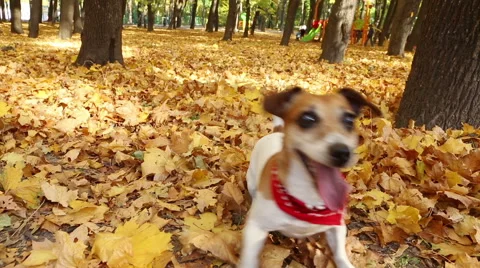 Playing in the park with Jack Russell terrier dog Vídeo Stock 44709670