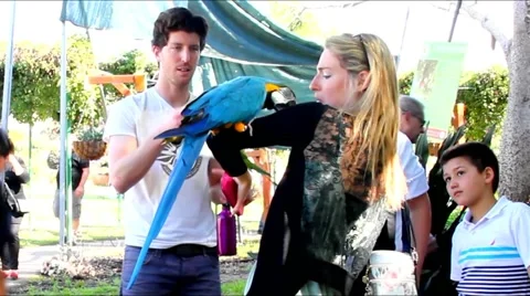 Playing with parrot macaws ( Ara ararauna) Stock Footage 48063585